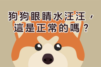 【狗狗眼睛水汪汪，這是正常的嗎？】林盈甄獸醫