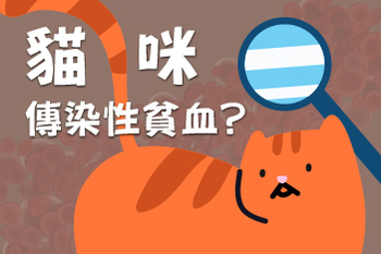 【貓咪的傳染性貧血】陳敏獸醫師