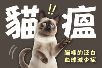 【貓咪的泛白血球減少症】陳敏獸醫師