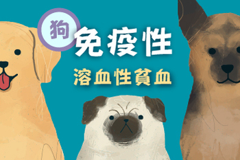 【狗的免疫性溶血性貧血】陳敏獸醫師