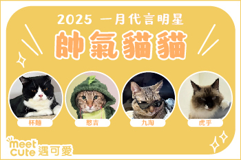 2025｜一月代言《帥氣貓貓》