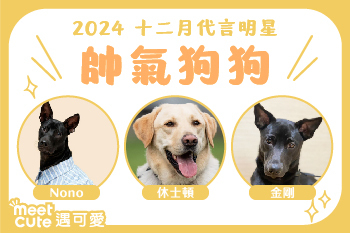 2024｜十二月代言《帥氣狗狗》