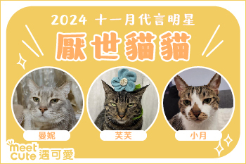 2024｜十一月代言《厭世貓貓》