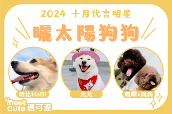 2024｜十月代言《曬太陽狗狗》