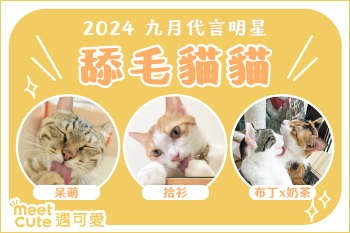 2024｜九月代言《舔毛貓貓》