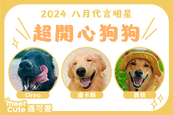 2024｜八月代言《超開心狗狗》