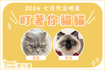 2024｜七月代言《盯著你貓貓》