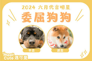 2024｜六月代言《委屈狗狗》