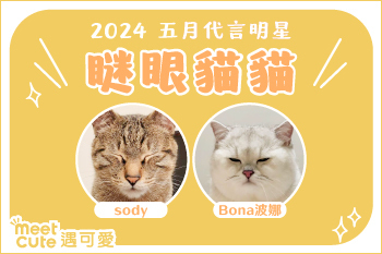 2024｜五月代言《瞇眼貓貓》