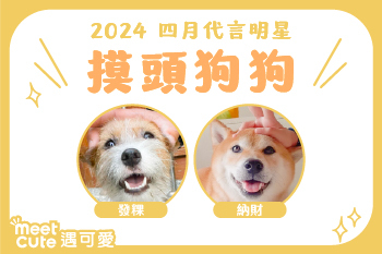 2024｜四月代言《摸頭狗狗》