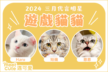 2024｜三月代言《遊戲貓貓》