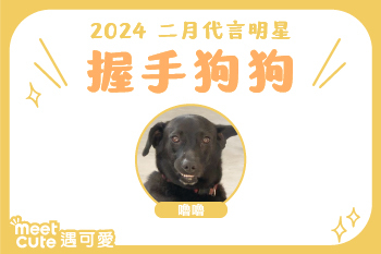 2024｜二月代言《握手狗狗》