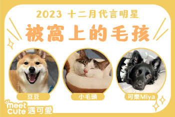 2023｜十二月代言《被窩上的毛孩》
