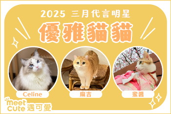 2025｜三月代言《優雅貓貓》