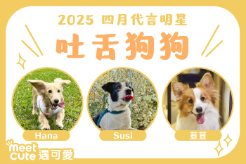 2025｜四月代言《吐舌狗狗》