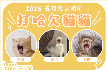 2025｜五月代言《打哈欠貓貓》