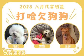 2025｜六月代言《打哈欠狗狗》