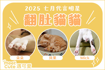 2025｜七月代言《翻肚貓貓》