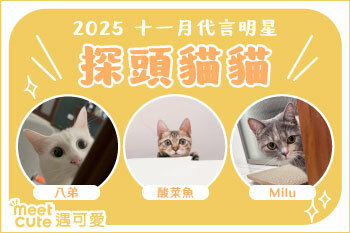 2025｜十一月代言《探頭貓貓》