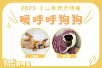 2025｜十二月代言《暖呼呼狗狗》