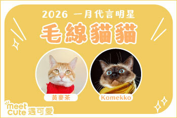 2026｜一月代言《毛線貓貓》