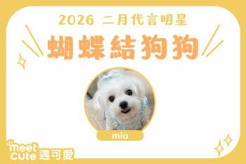 2026｜二月代言《蝴蝶結狗狗》