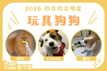 2026｜四月代言《玩具狗狗》