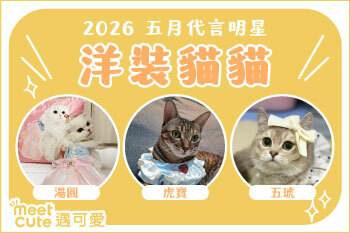 2026｜五月代言《洋裝貓貓》