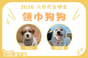2026｜六月代言《領巾狗狗》