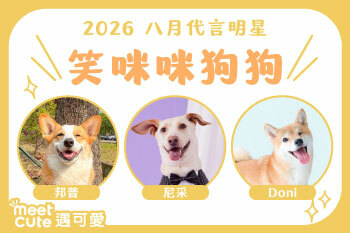 2026｜八月代言《笑咪咪狗狗》