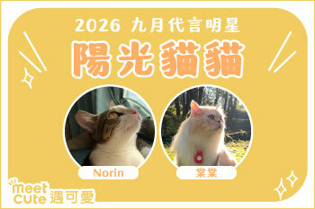 2026｜九月代言《陽光貓貓》