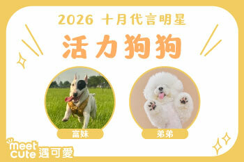 2026｜十月代言《活力狗狗》